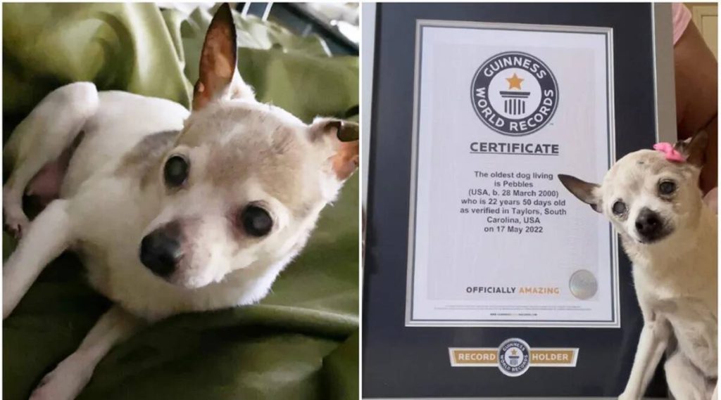 Trending Post Have you ever seen a 22 year old dog, meet the world's oldest dog