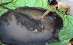 World's largest freshwater fish found in Cambodia's Mekong river, weighs 300 kg