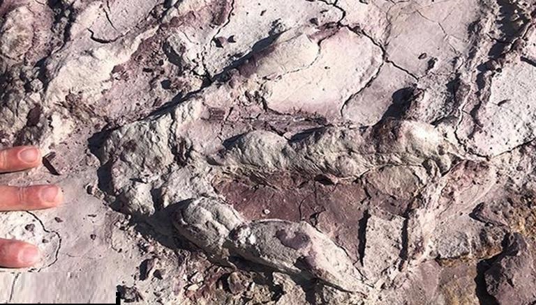 Dinosaur footprints in Chile