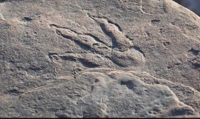 Dinosaur footprints in Chile1
