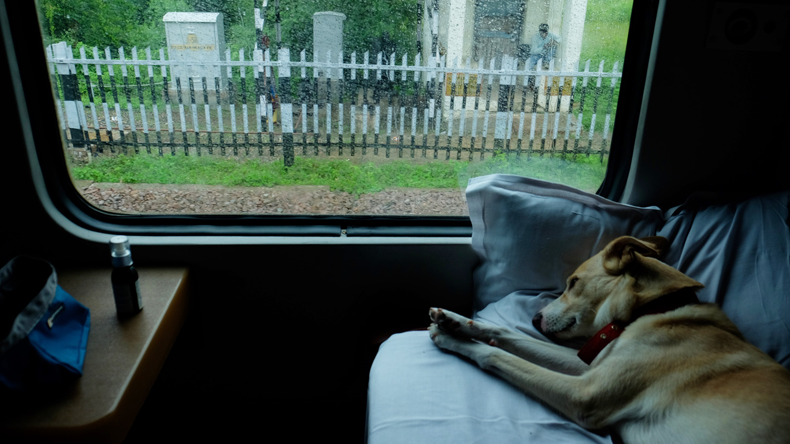 Train Travel WithPets