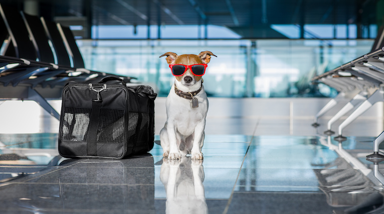 dog in airport terminal on vacation