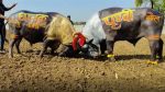 Madhya Pradesh Buffalo Fight