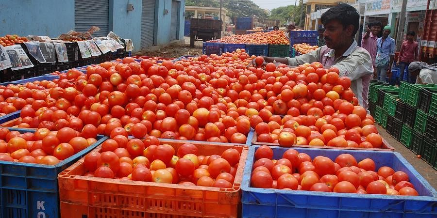 Tomato Price