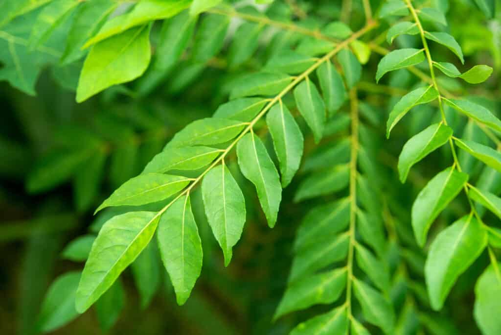 Curry leaves