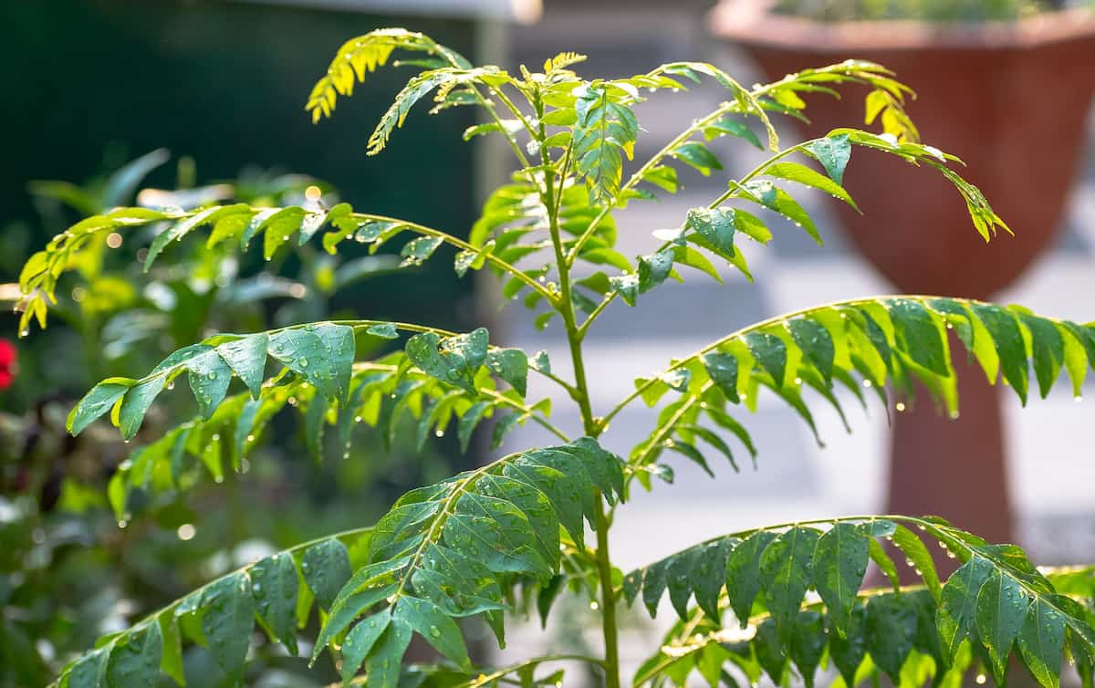 Curry leaves